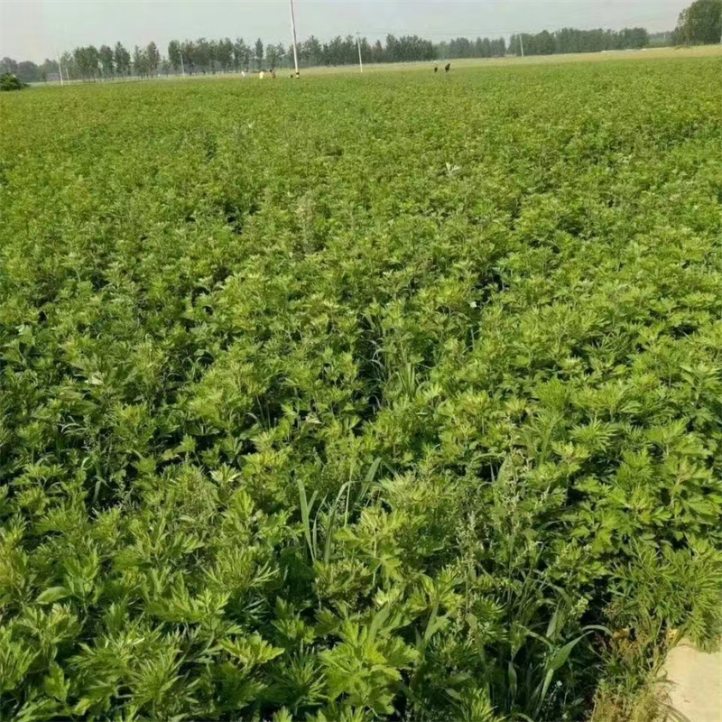 種植基地