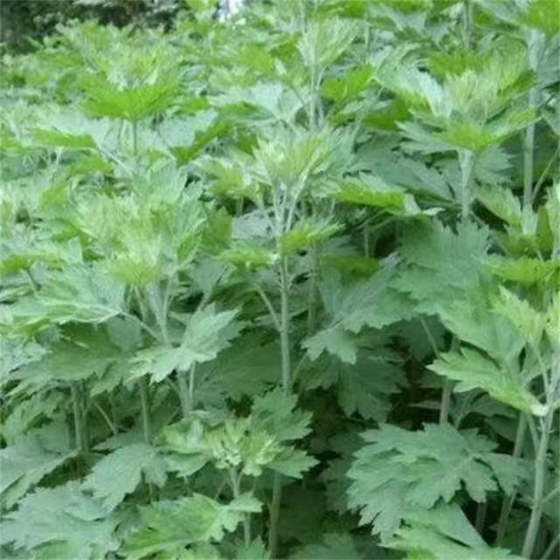 種植基地